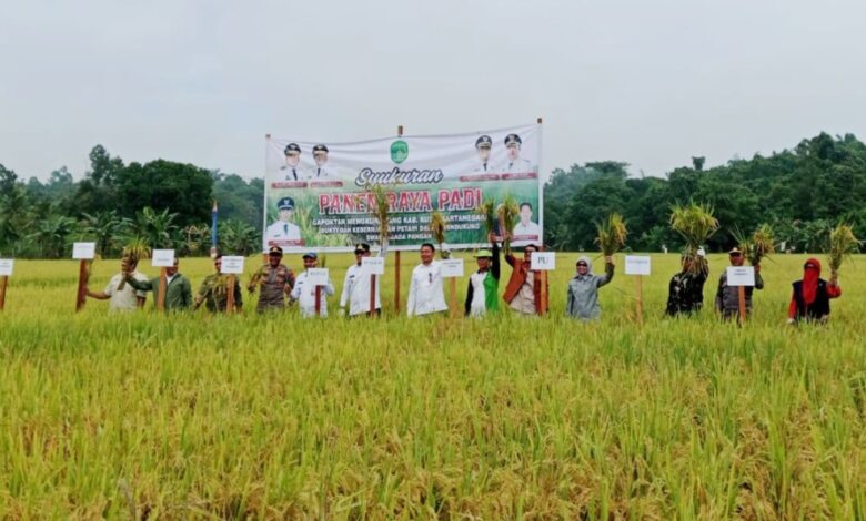 Panen Raya Padi Kukar