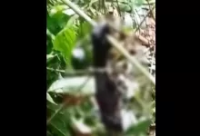 video viral orangutan