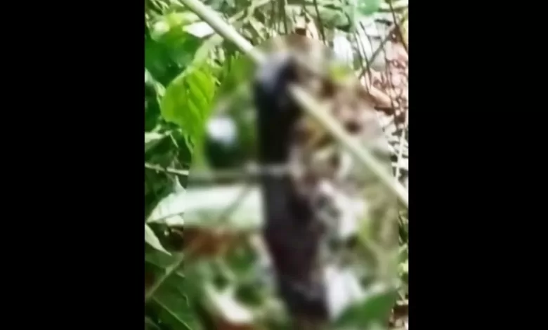 video viral orangutan