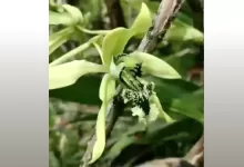 Penutupan sementara TWA Padang Luwai