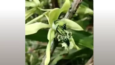 Penutupan sementara TWA Padang Luwai