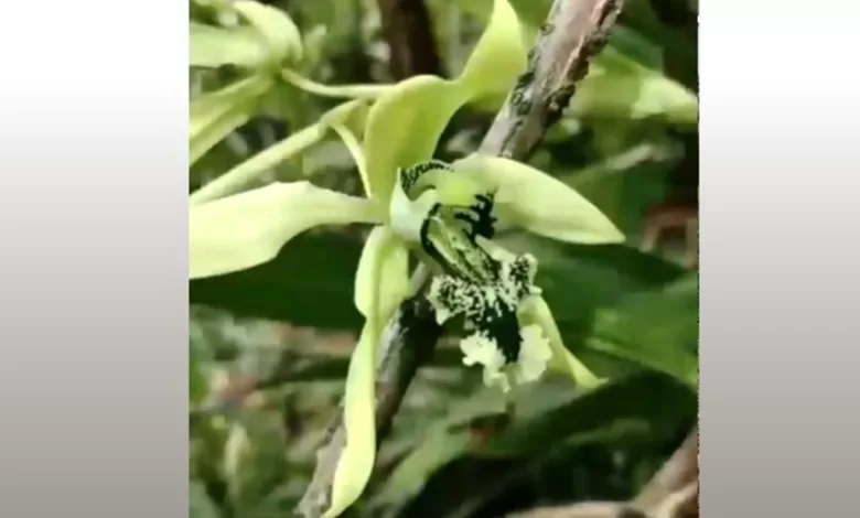 Penutupan sementara TWA Padang Luwai