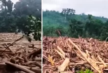 kayu gelondongan sumut