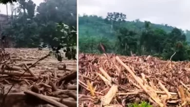 kayu gelondongan sumut