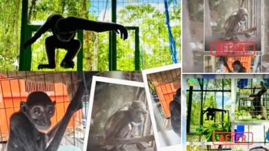 Gollum Owa Kalimantan