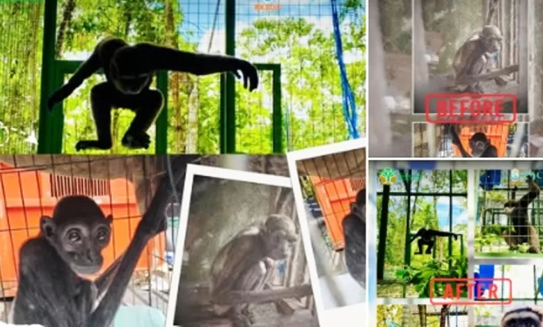 Gollum Owa Kalimantan