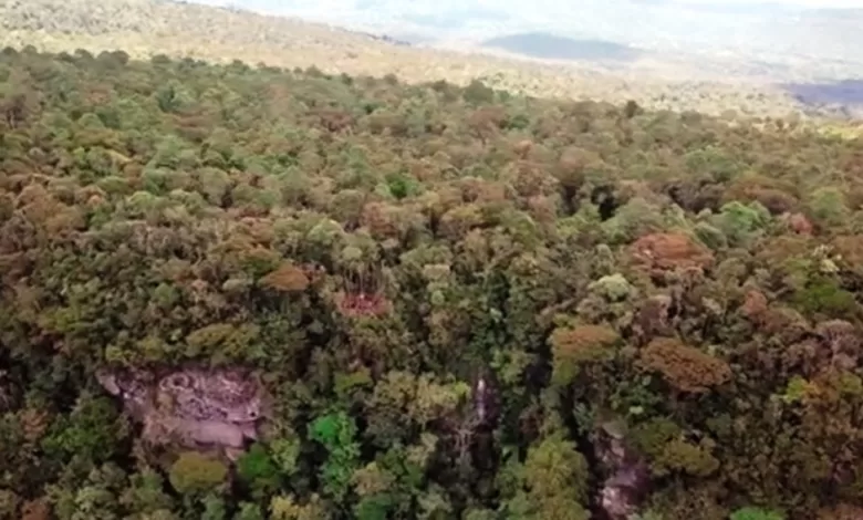 hutan kaltim