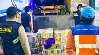 burung ilegal kaltim