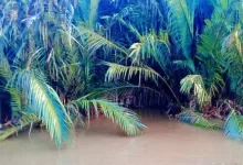 diterkam buaya Muara Jawa