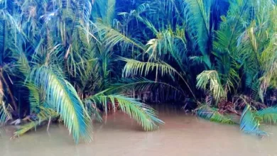 diterkam buaya Muara Jawa