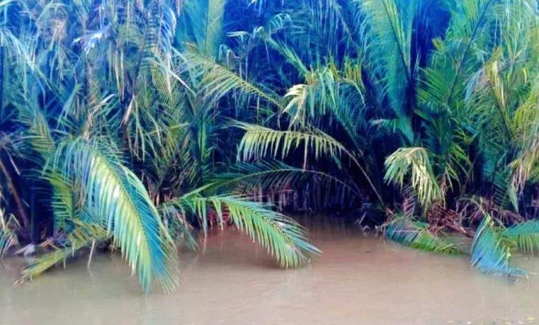 diterkam buaya Muara Jawa