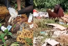 orangutan makan sampah