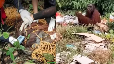 orangutan makan sampah