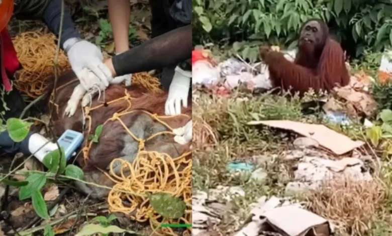 orangutan makan sampah