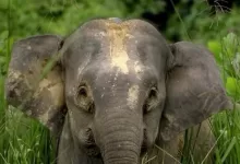 gajah mini Kalimantan