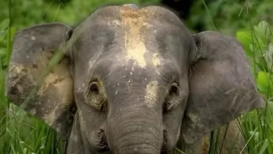 gajah mini Kalimantan