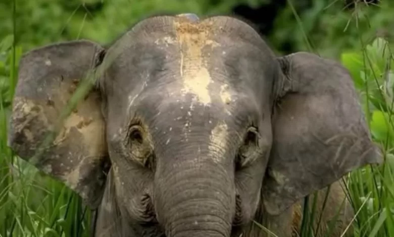 gajah mini Kalimantan