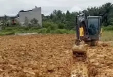 pisang kepok gerecek