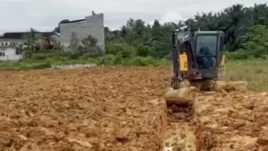 pisang kepok gerecek