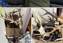 tanduk rusa kalimantan