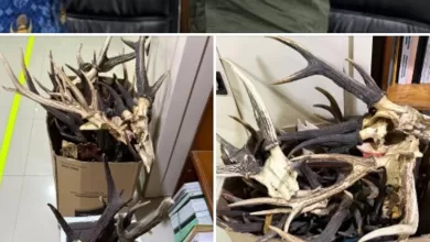 tanduk rusa kalimantan