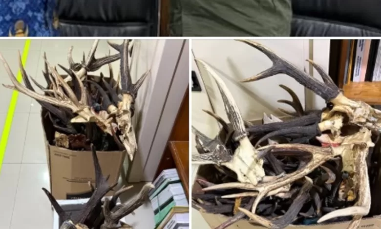 tanduk rusa kalimantan