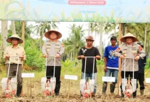 tanam jagung serentak kaltim