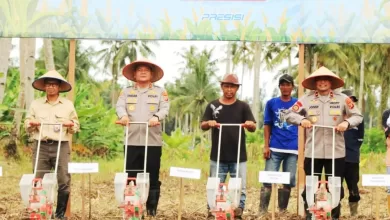 tanam jagung serentak kaltim