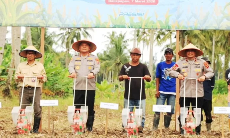 tanam jagung serentak kaltim