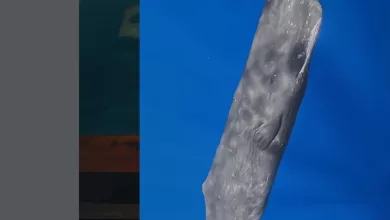 paus sperma Maratua