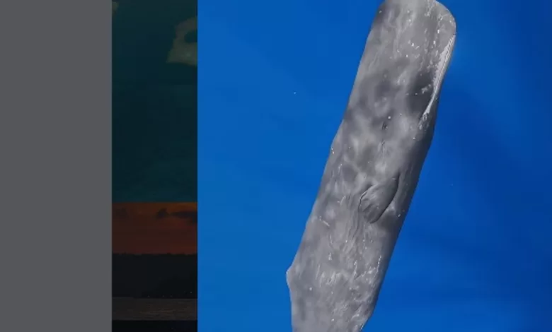 paus sperma Maratua