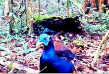 sempidan biru