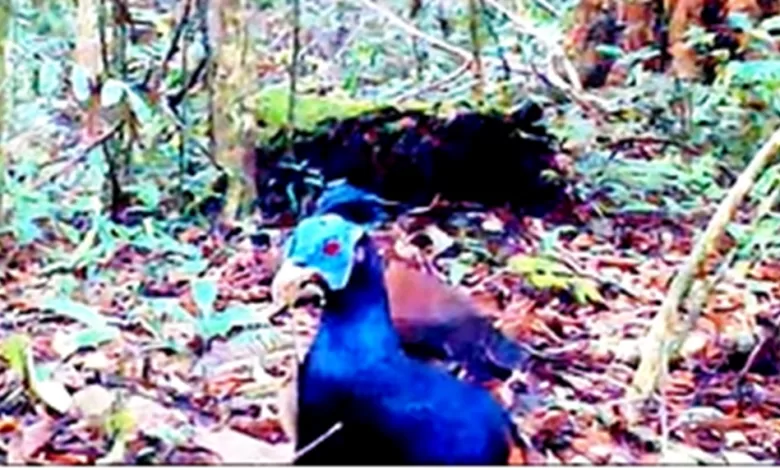 sempidan biru