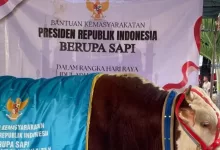 sapi prabowo