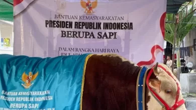 sapi prabowo
