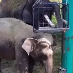 gajah deo dan sinta