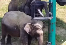 gajah deo dan sinta
