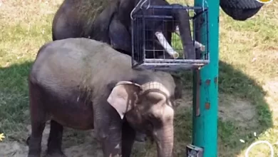 gajah deo dan sinta