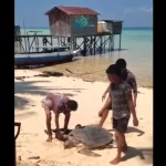 penyu hijau Berau