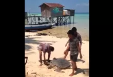 penyu hijau Berau