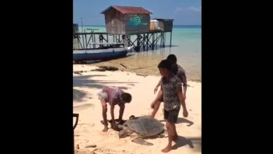 penyu hijau Berau