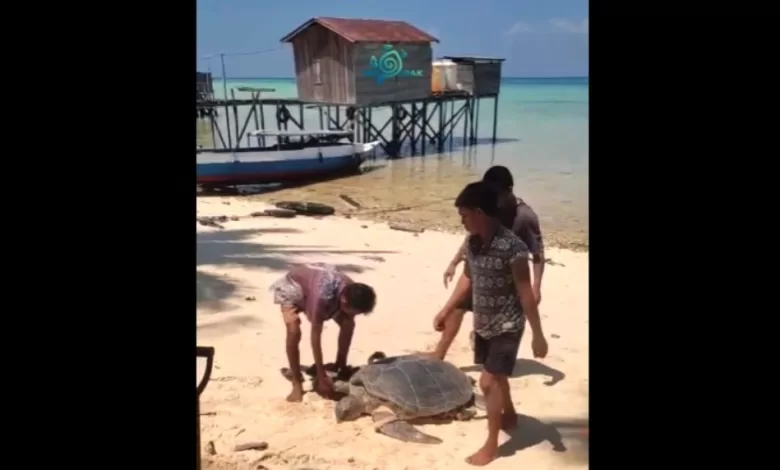 penyu hijau Berau