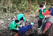 orangutan kaltim